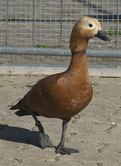 输时间